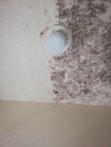 「浴室の天井の塗装」についての画像