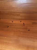 「黒蟻の発生」についての画像
