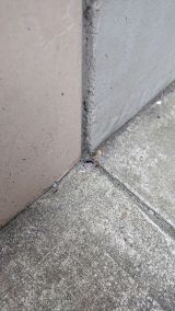 「玄関から二階のキッチン、蟻の駆除」についての画像